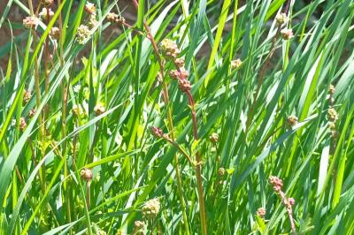 <i>Poterium sanguisorba</i>