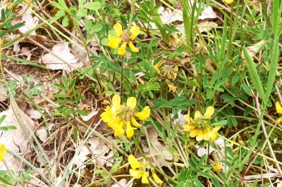 <i>Hippocrepis comosa</i>
