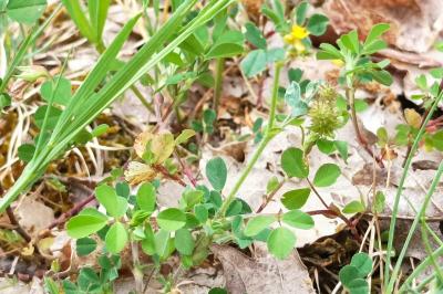 <i>Medicago minima</i>