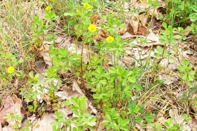 <i>Trifolium campestre</i>