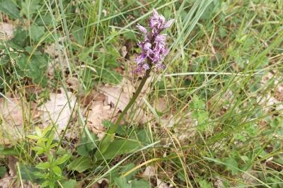 <i>Orchis simia</i>