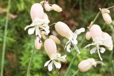 <i>Silene vulgaris</i>