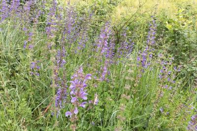 <i>Salvia pratensis</i>