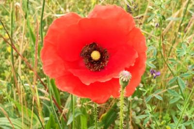 <i>Papaver rhoeas</i>
