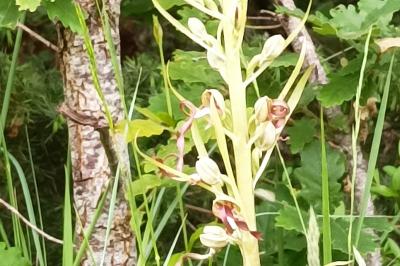 <i>Himantoglossum hircinum</i>