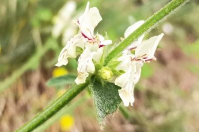 <i>Stachys recta</i>
