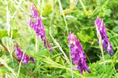 <i>Vicia dasycarpa</i>