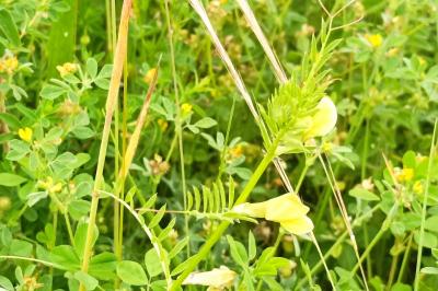 <i>Vicia lutea</i>