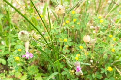 <i>Silene conica</i>