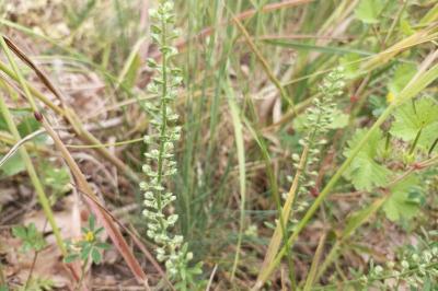 <i>Alyssum alyssoides</i>