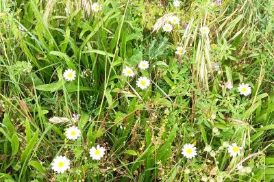 <i>Anthemis cotula</i>
