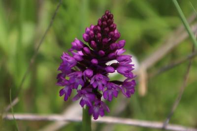 <i>Anacamptis pyramidalis</i>