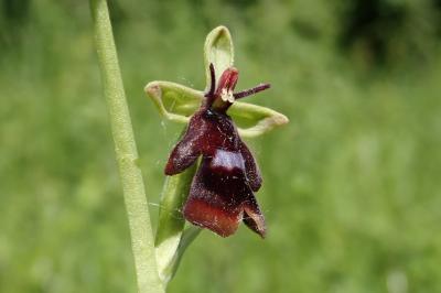 <i>Ophrys insectifera</i>