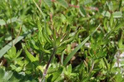 <i>Teucrium montanum</i>