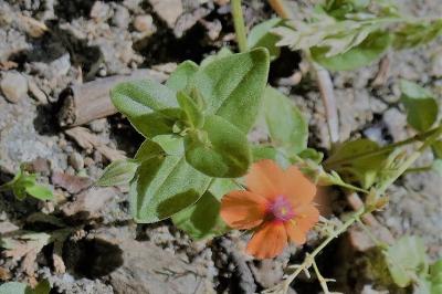 <i>Lysimachia arvensis</i>