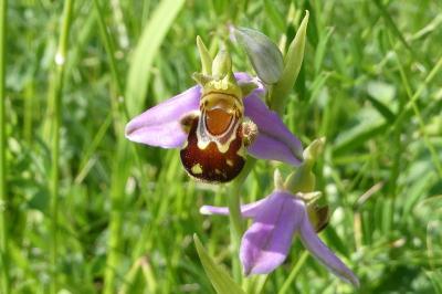 <i>Ophrys apifera</i>