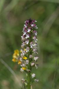 <i>Neotinea ustulata</i>