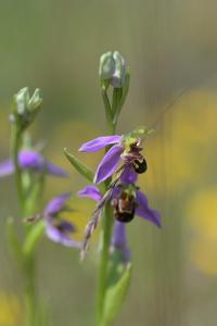 <i>Ophrys apifera</i>