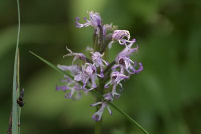 <i>Orchis simia</i>