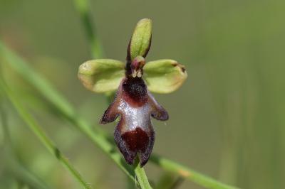 <i>Ophrys insectifera</i>