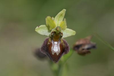 <i>Ophrys aranifera</i>