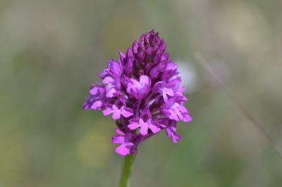 <i>Anacamptis pyramidalis</i>