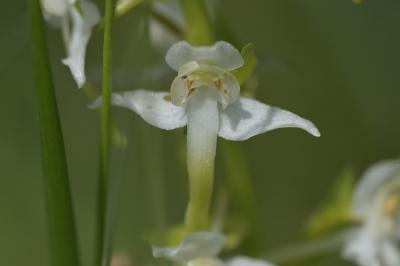 <i>Platanthera chlorantha</i>