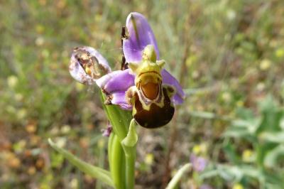 <i>Ophrys apifera</i>