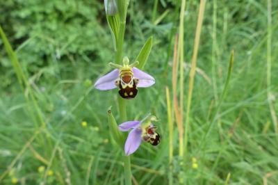<i>Ophrys apifera</i>