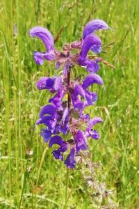 <i>Salvia pratensis</i>