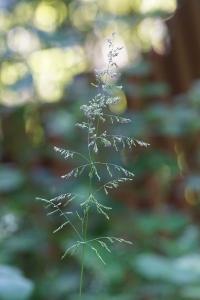 <i>Poa pratensis</i>