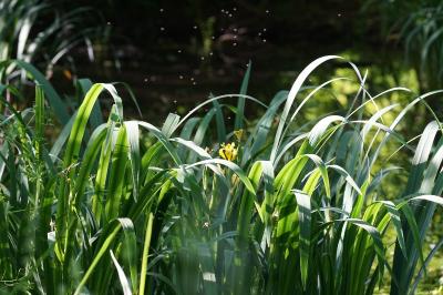 <i>Iris pseudacorus</i>