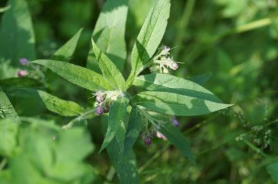 <i>Symphytum officinale</i>