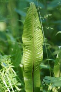 <i>Asplenium scolopendrium</i>