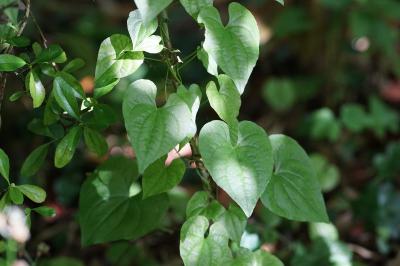 <i>Dioscorea communis</i>