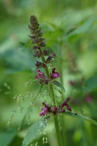 <i>Galeopsis tetrahit</i>