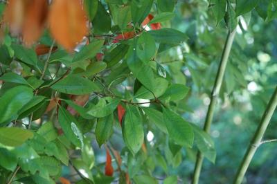 <i>Photinia serrulata</i>