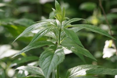 <i>Eupatorium cannabinum</i>