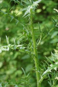 <i>Cirsium palustre</i>