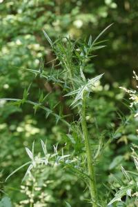 <i>Cirsium vulgare</i>