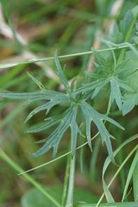 <i>Ranunculus acris</i>