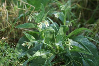 <i>Symphytum officinale</i>