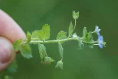 <i>Veronica persica</i>