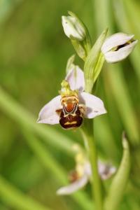 <i>Ophrys apifera</i>