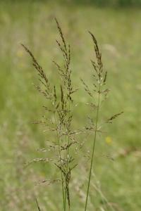<i>Arrhenatherum elatius</i>