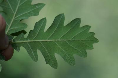 <i>Quercus pubescens</i>
