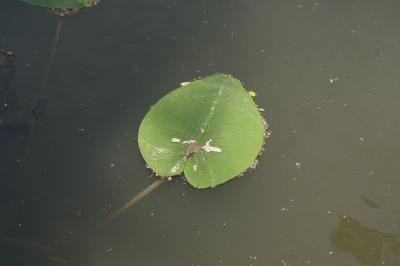 <i>Nuphar lutea</i>