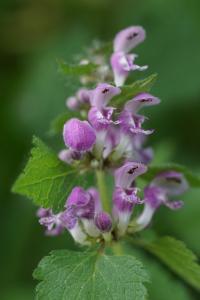 <i>Lamium maculatum</i>