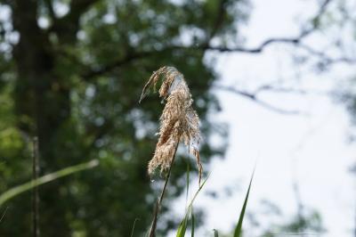 <i>Phragmites australis</i>