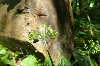 <i>Allium ursinum</i>